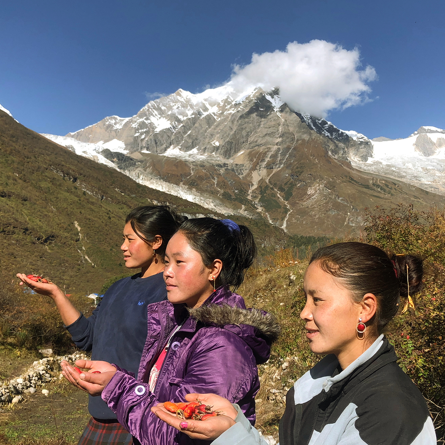 Wild Himalayan Mountain Tea